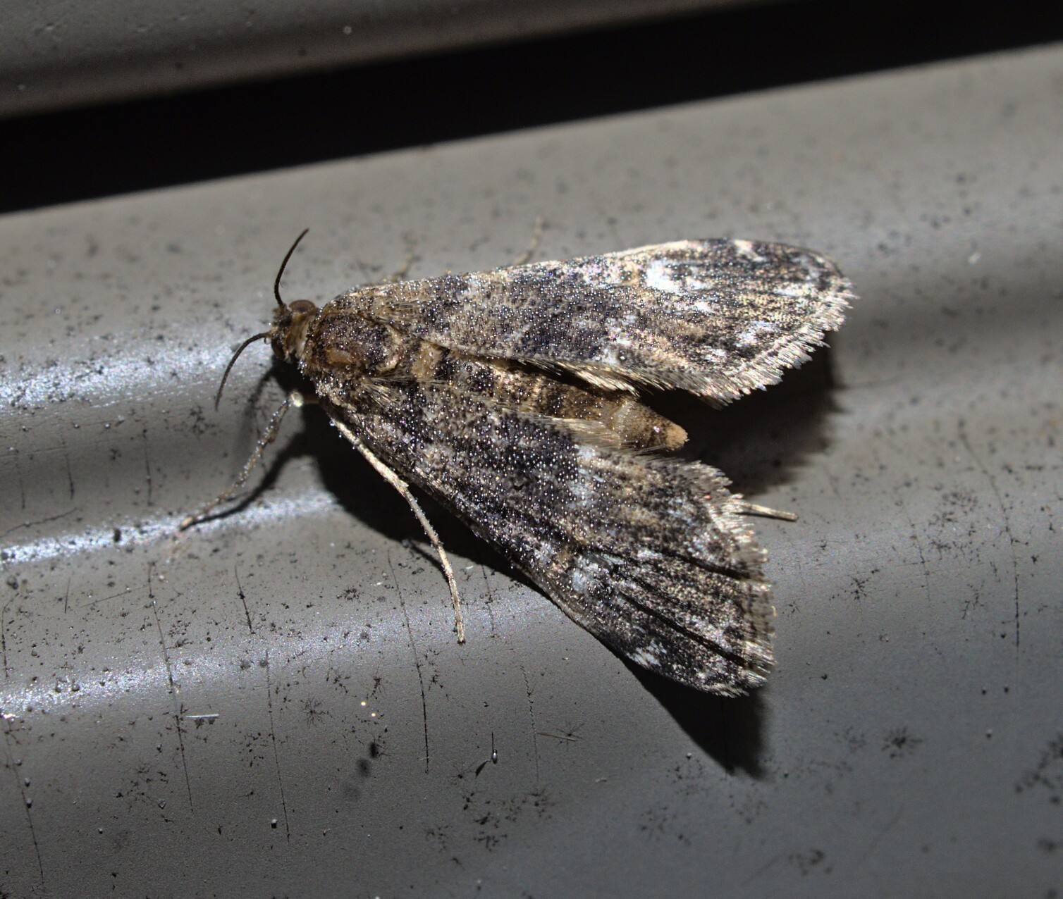 Kinda cool name there_20210907.jpg